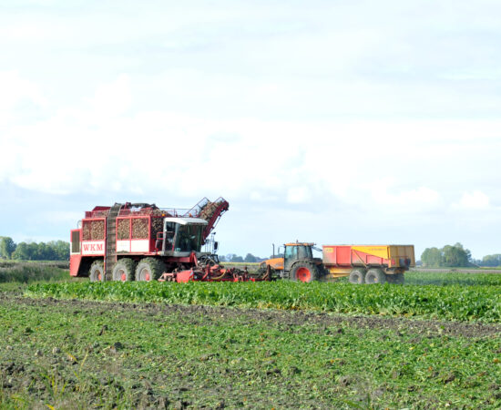 Landbouw activiteiten bij de suikerbieten oogst