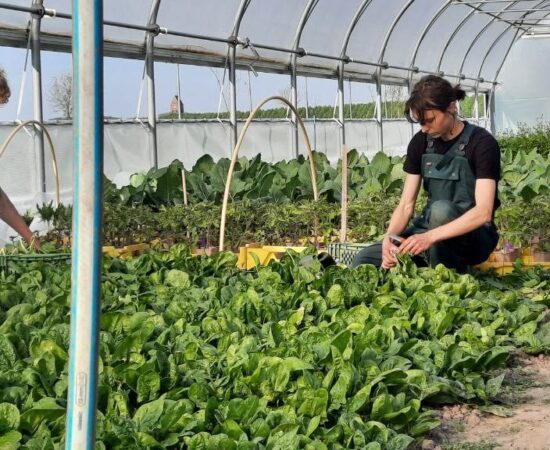 De initiatiefnemers van tuinderij Eikemaheert in de kas