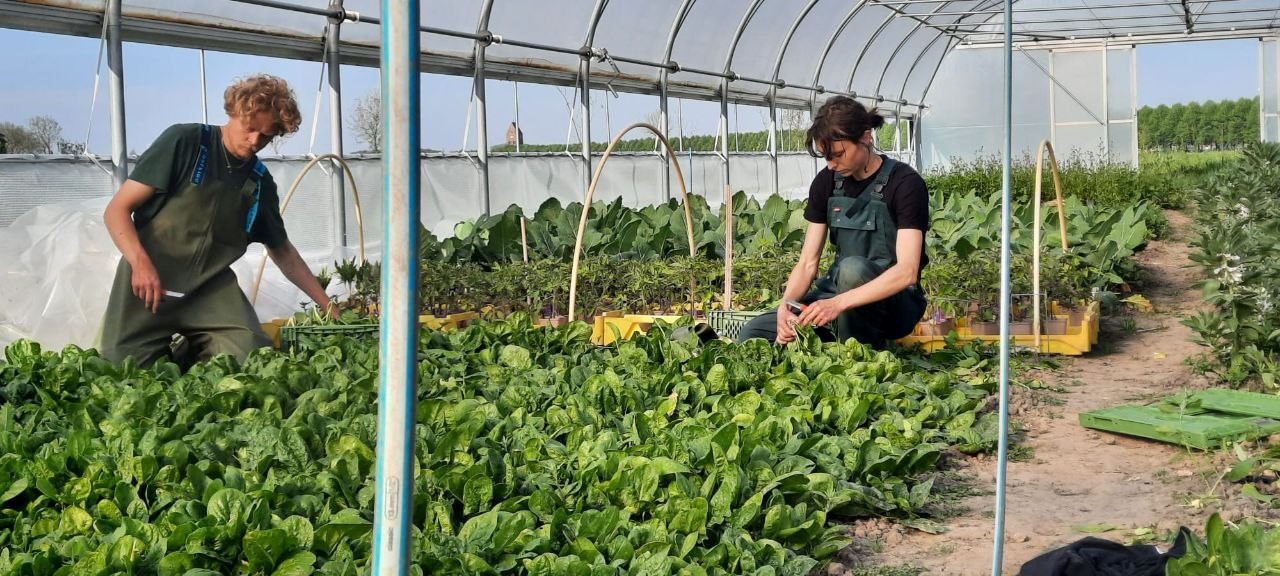 De initiatiefnemers van tuinderij Eikemaheert in de kas